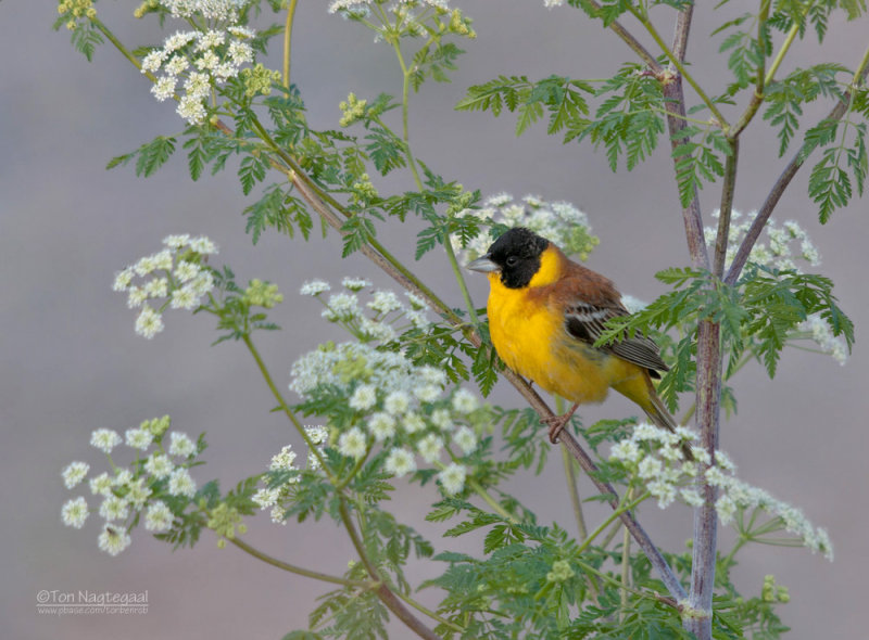 Zwartkopgors - Black-headed Bunting - Emberiza melanocephala