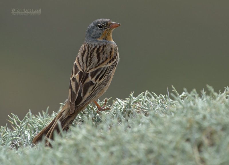 Bruinkeelortolaan - Cretzschmars Bunting - Emberiza caesia