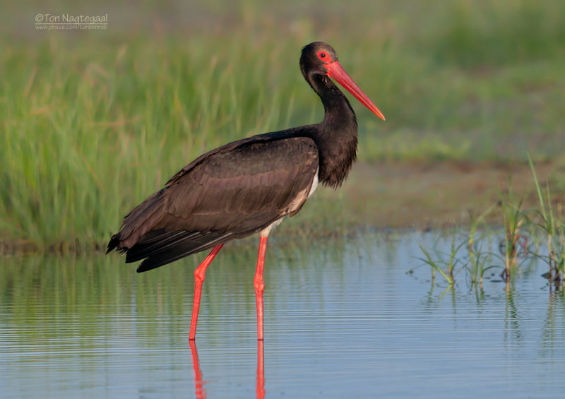 Zwarte Ooievaar - Black Stork - Ciconia nigra