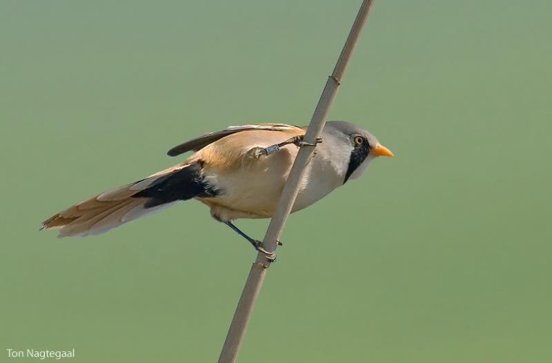 Baardman - Bearded Reedling - Panurus biarmicus