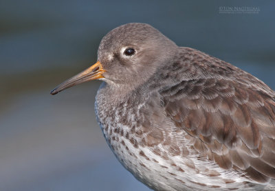 Paarse strandloper - Purple sandpiper - Calidris maritima