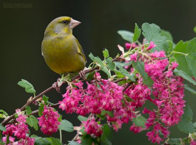 Groenling - Greenfinch - Chloris chloris