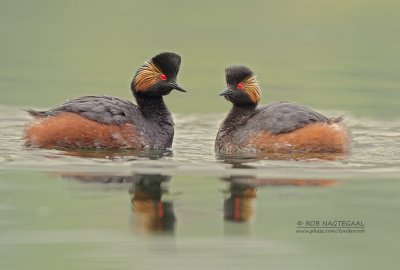 Geoorde fuut - Black-necked Grebe - Podiseps nigricollis