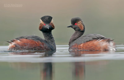 Geoorde fuut - Black-necked Grebe - Podiseps nigricollis