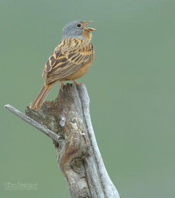 Bruinkeelortolaan - Cretzschmar's Bunting - Emberiza caesia