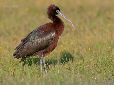 Zwarte Ibis - Glossy Ibis - plegadis falcinellus