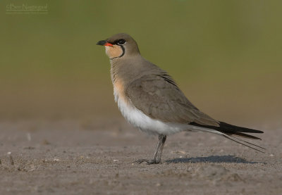 Vorkstaartplevier - Pratincole - Glareola pratincola