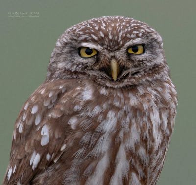 Steenuil - Little Owl - Athene noctua indigena