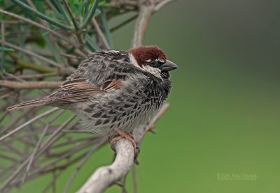 Spaanse Mus -  Spanish Sparrow -  Passer hispaniolensis