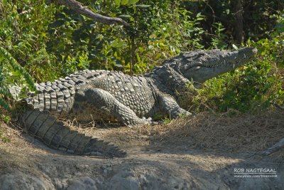Spitssnuit krokodil - American crocodile - Crocodylus acutus