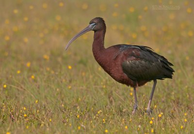 Zwarte Ibis - Glossy Ibis - plegadis falcinellus