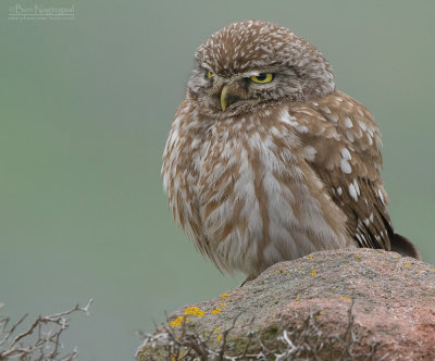 Steenuil - Little Owl - Athene noctua indigena