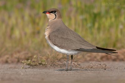 Vorkstaartplevier - Pratincole - Glareola pratincola