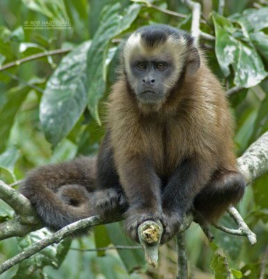 Bruine kapucijnaap - Brown capuchin monkey - Cebus apella