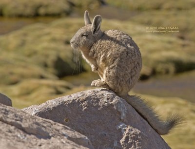 Bergviscacha - Mountain Viscacha - Lagidium viscacia