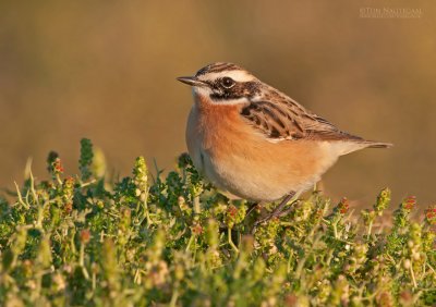 Paapje - Whinchat - Saxicola rubetra