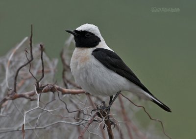 Oostelijke Blonde Tapuit - Eastern Black-eared Wheatear - Oenanthe melanoleuca