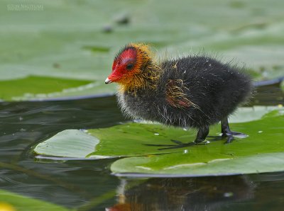 Meerkoet - Coot - Fulica atra