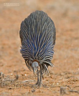 Gierparelhoen - Vulturine Guineafowl - Acryllium vulturinum