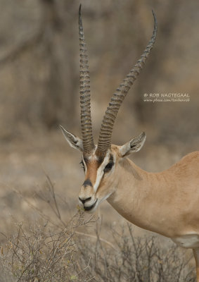 Grants gazelle - Grant's gazelle - Nanger granti