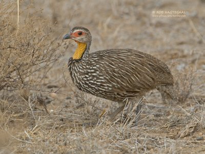 Geelkeelfrankolijn - Yellow-necked Francolin - Francolinus leucoscepus