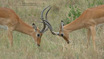 Impala - Impala - Aepyceros melampus