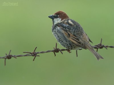 Spaanse Mus -  Spanish Sparrow -  Passer hispaniolensis