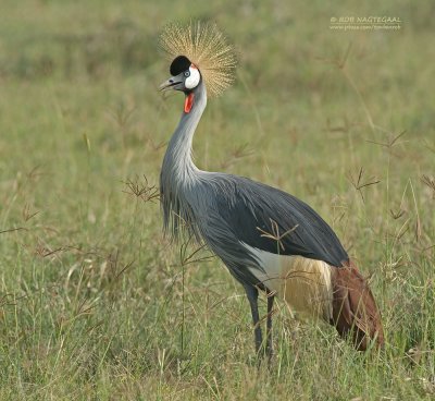 Grijze Kroonkraanvogel - Gray Crowned-Crane - Balearica regulorum