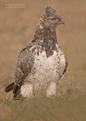 Vecht Arend - Martial Eagle - Polemaetus bellicosus