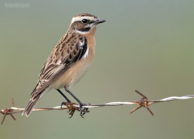 Paapje - Whinchat - Saxicola rubetra