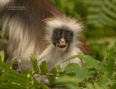 Zanzibar rode colobus - Zanzibar red colobus monkey - Procolobus kirkii