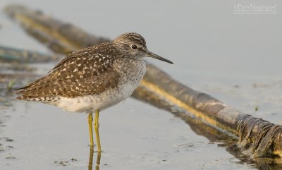 Bosruiter - Wood Sandpiper - Tringa glareola