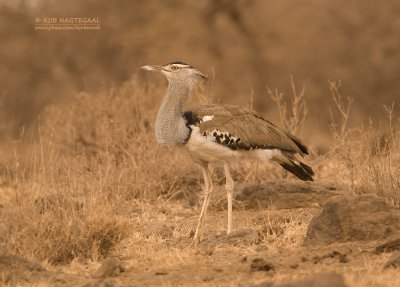 Koritrap - Kori Bustard - Ardeotis kori