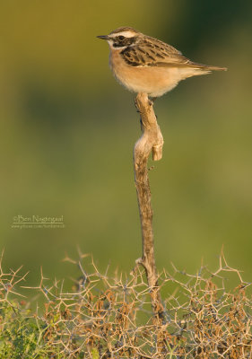 Paapje - Whinchat - Saxicola rubetra
