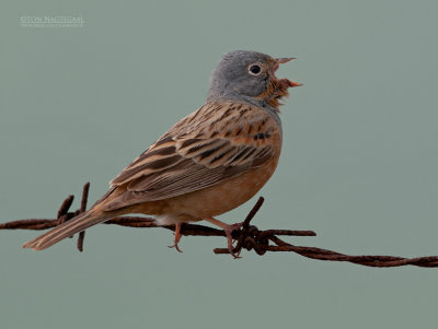 Bruinkeelortolaan - Cretzschmars Bunting - Emberiza caesia