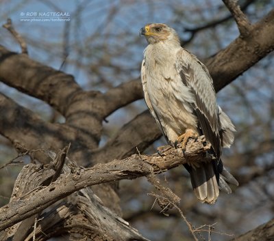 Savanne Arend - Tawny Eagle - Aquila rapax