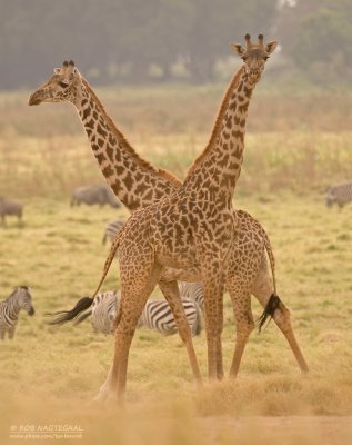 Masai giraf - Masai giraffe - Giraffa camelopardalis tippelskirchi