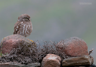 Steenuil - Little Owl - Athene noctua indigena