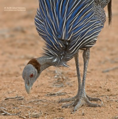 Gierparelhoen - Vulturine Guineafowl - Acryllium vulturinum