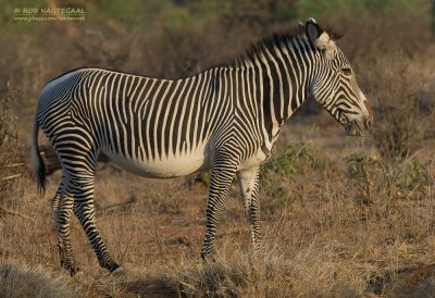 Grévy's zebra - Grévy's zebra - Equus grevyi