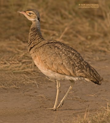 Senegaltrap - White-bellied Bustard - Eupodotis senegalensis