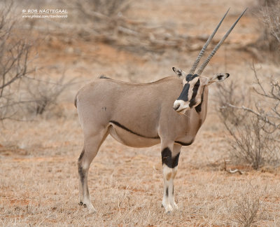 Oost-Afrikaanse spiesbok - Beisa oryx - oryx gazella beisa