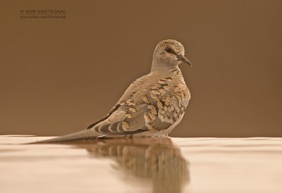 Maskerduif - Namaqua dove - Oena capensis