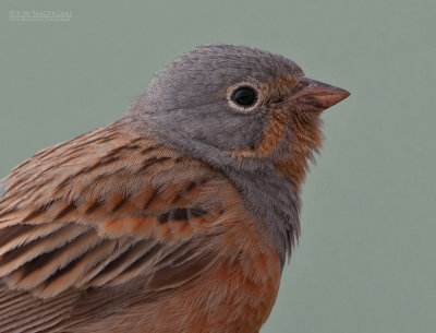 Bruinkeelortolaan - Cretzschmar's Bunting - Emberiza caesia