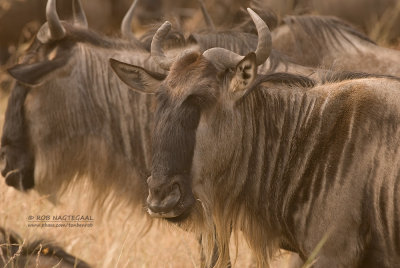 Blauwe Gnoe - Blue Wildebeest - Connochaetes taurinus