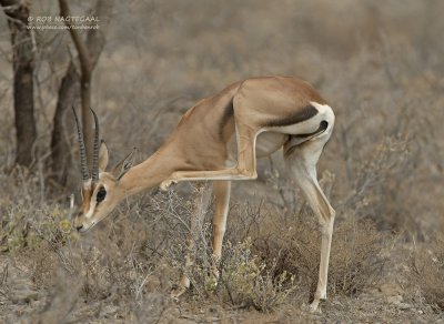 Grants gazelle - Grant's gazelle - Nanger granti