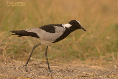 Smidsplevier - Blacksmith Plover - Vanellus armatus