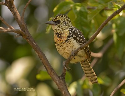 African Barbets