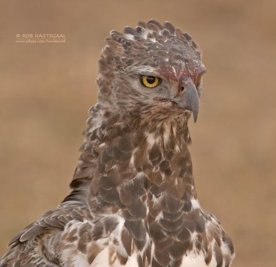 Vecht Arend - Martial Eagle - Polemaetus bellicosus