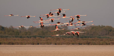 Flamingo - Greater Flamingo - Phoenicopterus Ruber